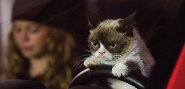 Grumpy Cat