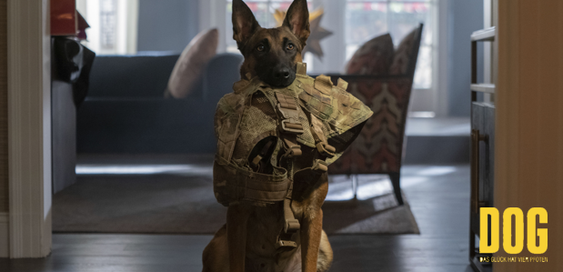 zzzdog2 zzzdog2